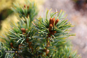 - Pinus parviflora 'Fukuzumi' Dwarf Japanese White Pine - Mr Maple │ Buy Japanese Maple Trees