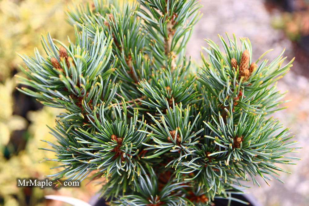 Buy Pinus parviflora 'Fukuzumi' Dwarf Japanese White Pine — Mr