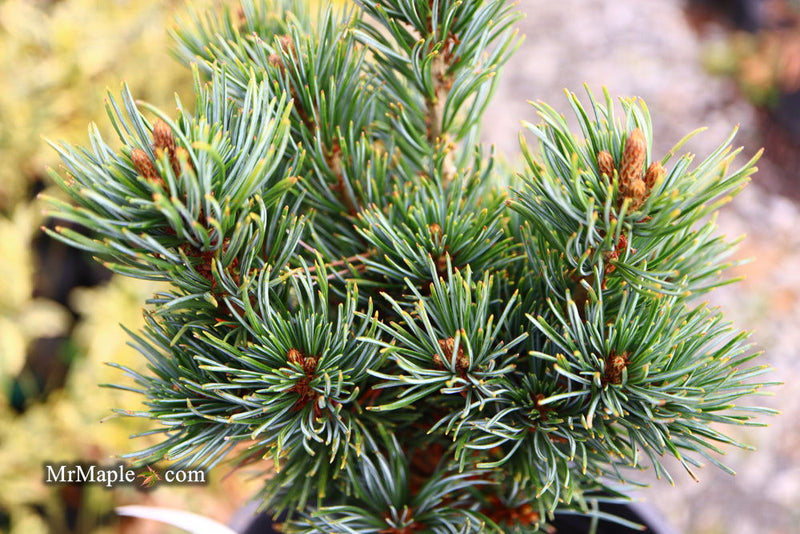 - Pinus parviflora 'Fukuzumi' Dwarf Japanese White Pine - Mr Maple │ Buy Japanese Maple Trees