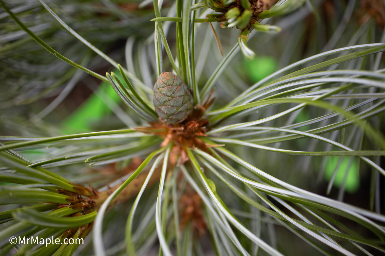 五葉松（Pinus parviflora）-3個 Buy Pinus parviflora 'Gimborne's Ideal' Dwarf Japanese White Pine