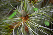 - Pinus parviflora 'Gimborne's Ideal' Dwarf Japanese White Pine - Mr Maple │ Buy Japanese Maple Trees
