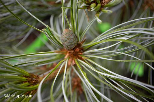 - Pinus parviflora 'Gimborne's Ideal' Dwarf Japanese White Pine - Mr Maple │ Buy Japanese Maple Trees