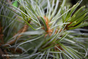 - Pinus parviflora 'Gimborne's Ideal' Dwarf Japanese White Pine - Mr Maple │ Buy Japanese Maple Trees