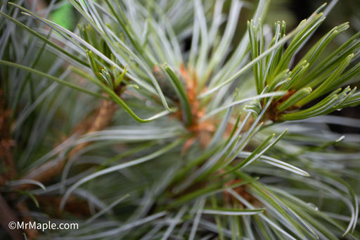 - Pinus parviflora 'Gimborne's Ideal' Dwarf Japanese White Pine - Mr Maple │ Buy Japanese Maple Trees