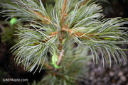 - Pinus parviflora 'Gimborne's Ideal' Dwarf Japanese White Pine - Mr Maple │ Buy Japanese Maple Trees