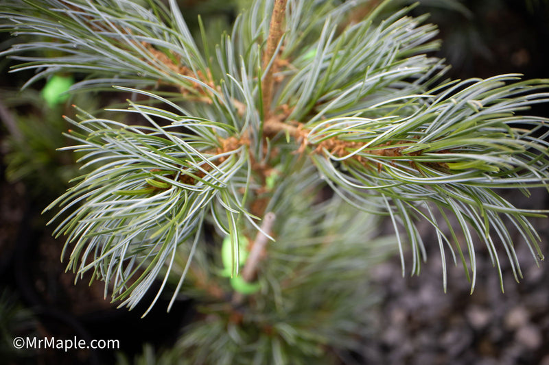 - Pinus parviflora 'Gimborne's Ideal' Dwarf Japanese White Pine - Mr Maple │ Buy Japanese Maple Trees