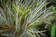 - Pinus parviflora 'Gimborne's Ideal' Dwarf Japanese White Pine - Mr Maple │ Buy Japanese Maple Trees