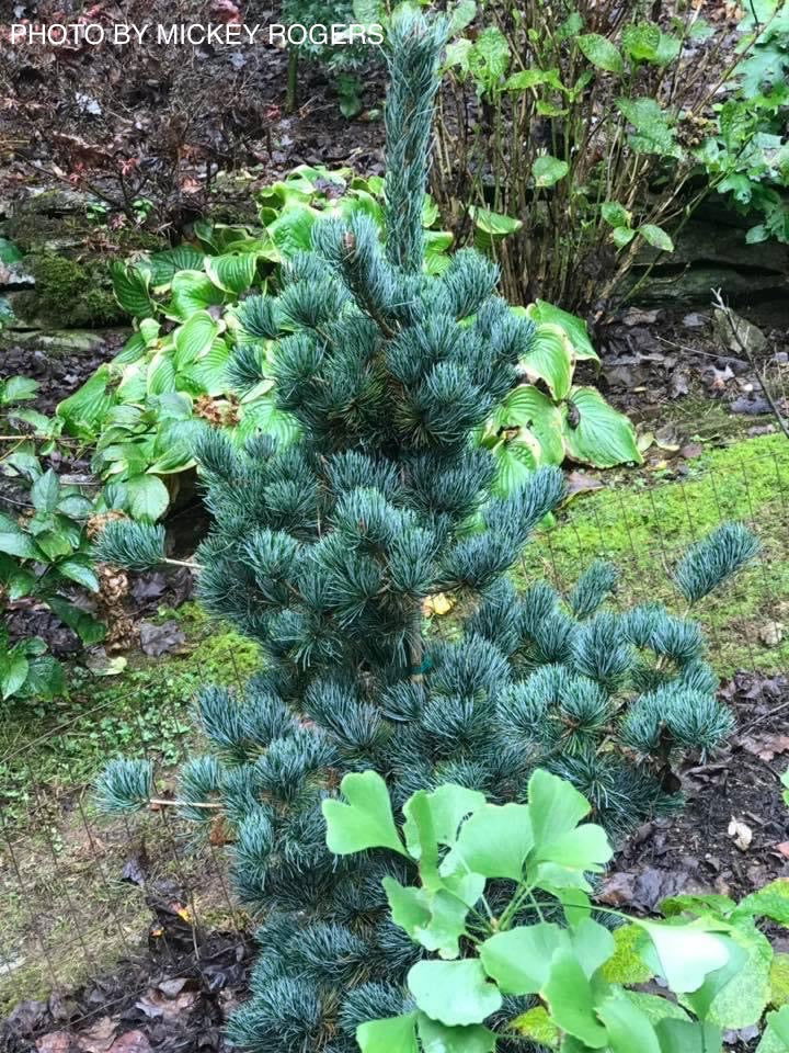 Mr Maple Pinus parviflora Japanese White Pine - Thumbnail 3