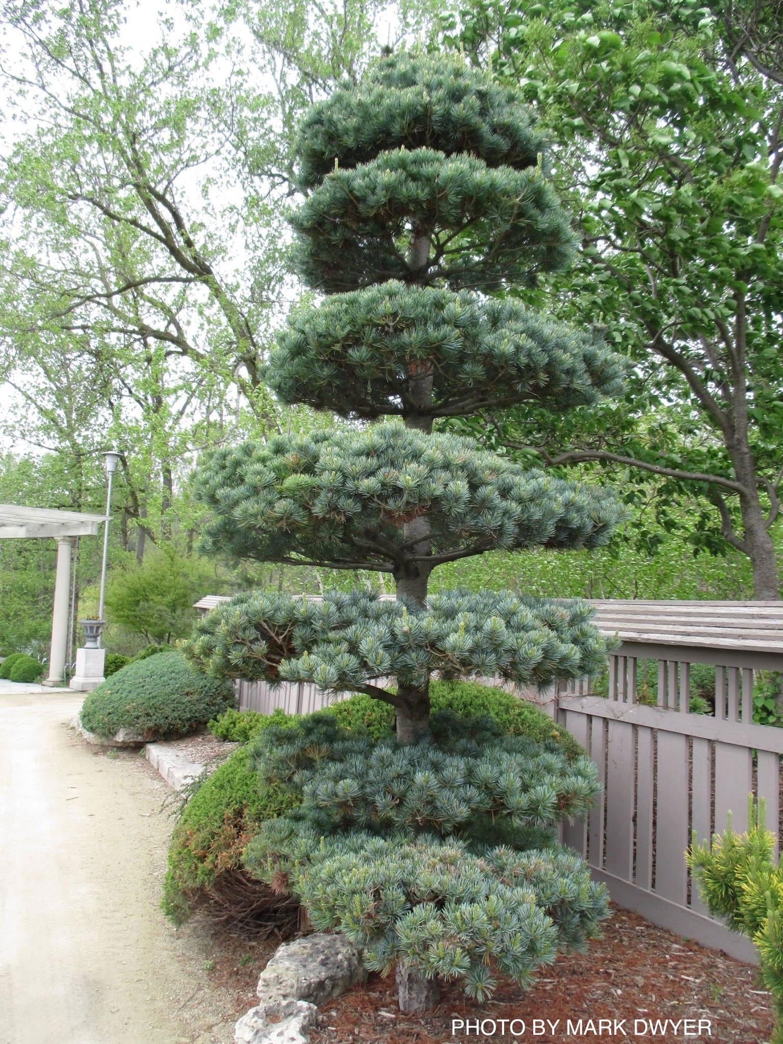 Pinus parviflora Glauca Japanese White Pine - Thumbnail 4