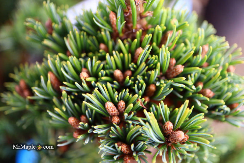 - Pinus parviflora 'Go gin' Japanese White Pine - Mr Maple │ Buy Japanese Maple Trees