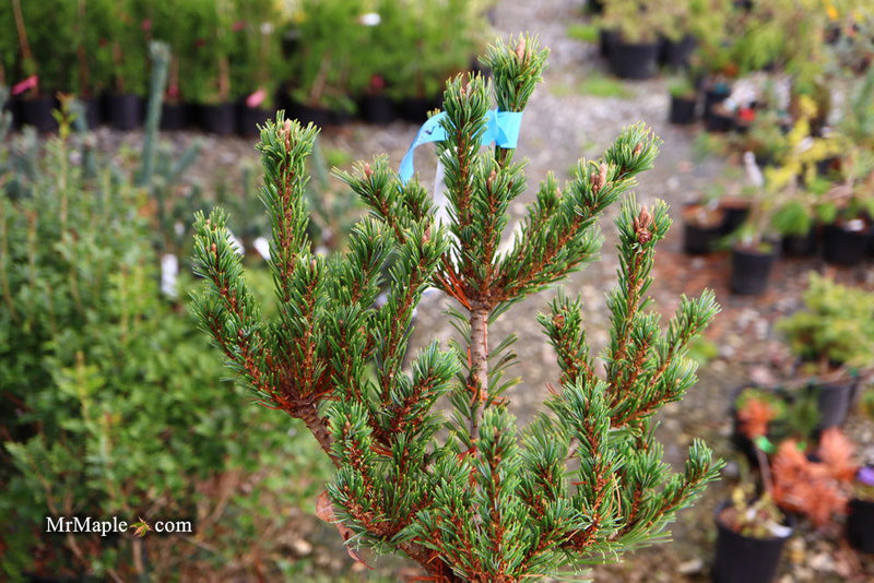 - Pinus parviflora 'Go gin' Japanese White Pine - Mr Maple │ Buy Japanese Maple Trees