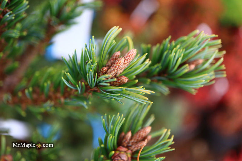 - Pinus parviflora 'Go gin' Japanese White Pine - Mr Maple │ Buy Japanese Maple Trees