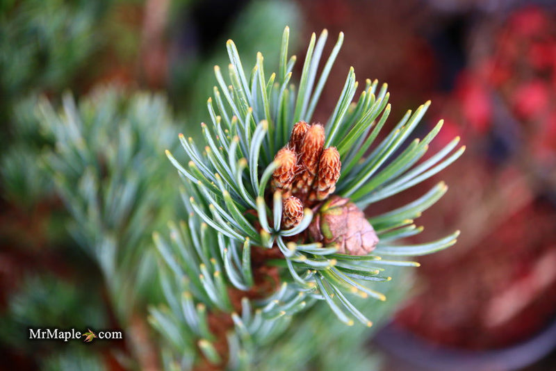 - Pinus parviflora 'Go gin' Japanese White Pine - Mr Maple │ Buy Japanese Maple Trees