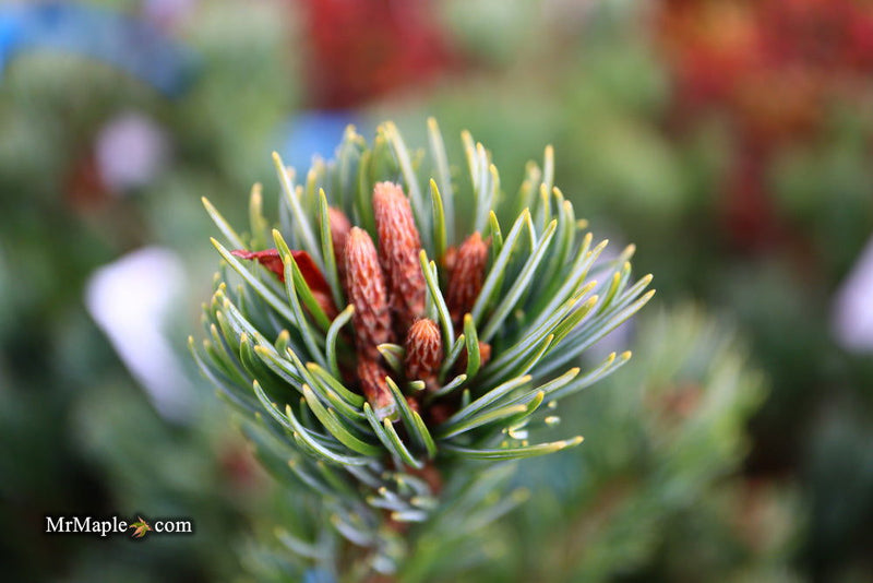 - Pinus parviflora 'Go gin' Japanese White Pine - Mr Maple │ Buy Japanese Maple Trees