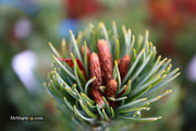- Pinus parviflora 'Go gin' Japanese White Pine - Mr Maple │ Buy Japanese Maple Trees