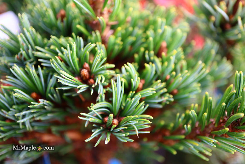 - Pinus parviflora 'Go gin' Japanese White Pine - Mr Maple │ Buy Japanese Maple Trees