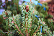 - Pinus parviflora 'Go gin' Japanese White Pine - Mr Maple │ Buy Japanese Maple Trees