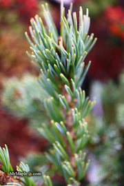 - Pinus parviflora 'Go gin' Japanese White Pine - Mr Maple │ Buy Japanese Maple Trees