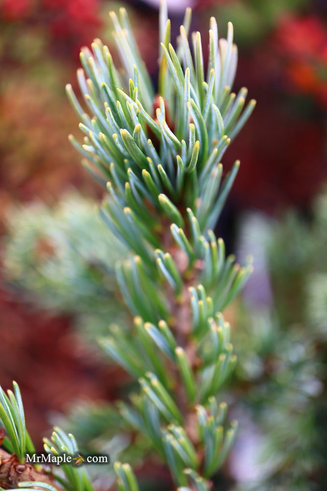 - Pinus parviflora 'Go gin' Japanese White Pine - Mr Maple │ Buy Japanese Maple Trees