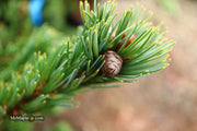 - Pinus parviflora 'Go gin' Japanese White Pine - Mr Maple │ Buy Japanese Maple Trees