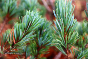 - Pinus parviflora 'Go gin' Japanese White Pine - Mr Maple │ Buy Japanese Maple Trees