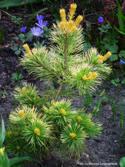 - Pinus parviflora 'Goldilocks' Tenysu-kazu Japanese White Pine - Mr Maple │ Buy Japanese Maple Trees