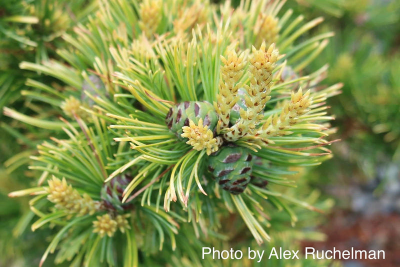 - Pinus parviflora 'Goldilocks' Tenysu-kazu Japanese White Pine - Mr Maple │ Buy Japanese Maple Trees