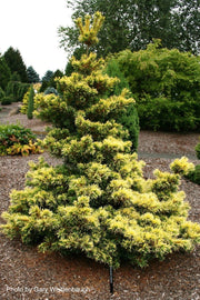 - Pinus parviflora 'Goldilocks' Tenysu-kazu Japanese White Pine - Mr Maple │ Buy Japanese Maple Trees