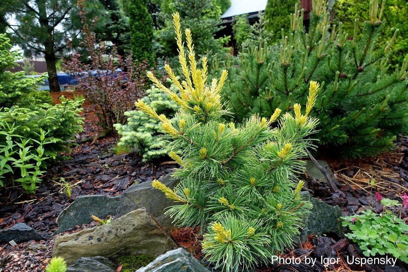 Buy Pinus parviflora 'Goldilocks' Variegated Japanese White Pine — Mr ...