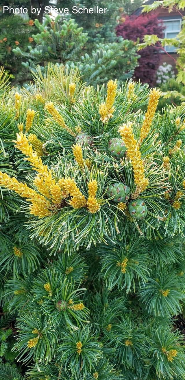 - Pinus parviflora 'Goldilocks' Tenysu-kazu Japanese White Pine - Mr Maple │ Buy Japanese Maple Trees