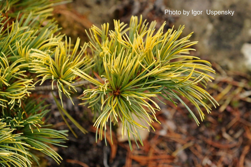 - Pinus parviflora 'Goldilocks' Tenysu-kazu Japanese White Pine - Mr Maple │ Buy Japanese Maple Trees