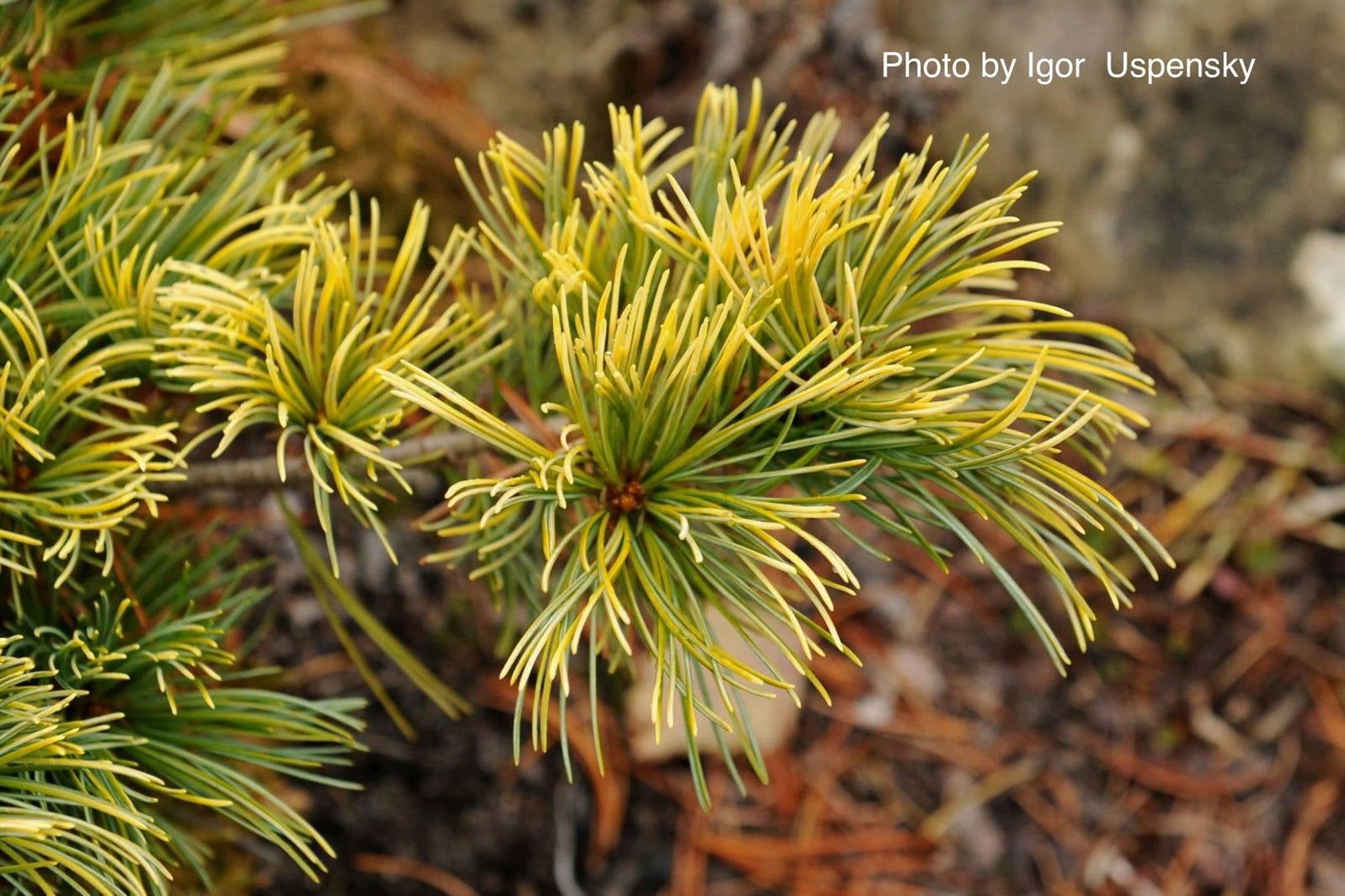 Buy Pinus parviflora 'Goldilocks' Variegated Japanese White Pine — Mr ...