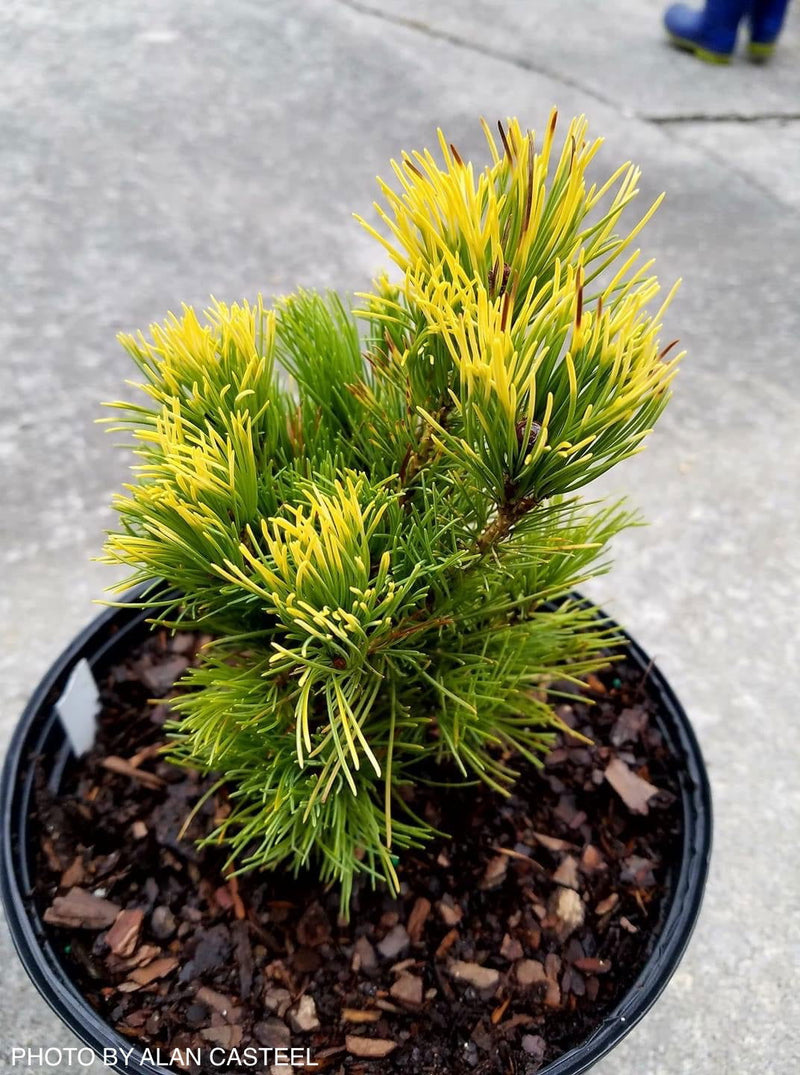 - Pinus parviflora 'Goldilocks' Tenysu-kazu Japanese White Pine - Mr Maple │ Buy Japanese Maple Trees