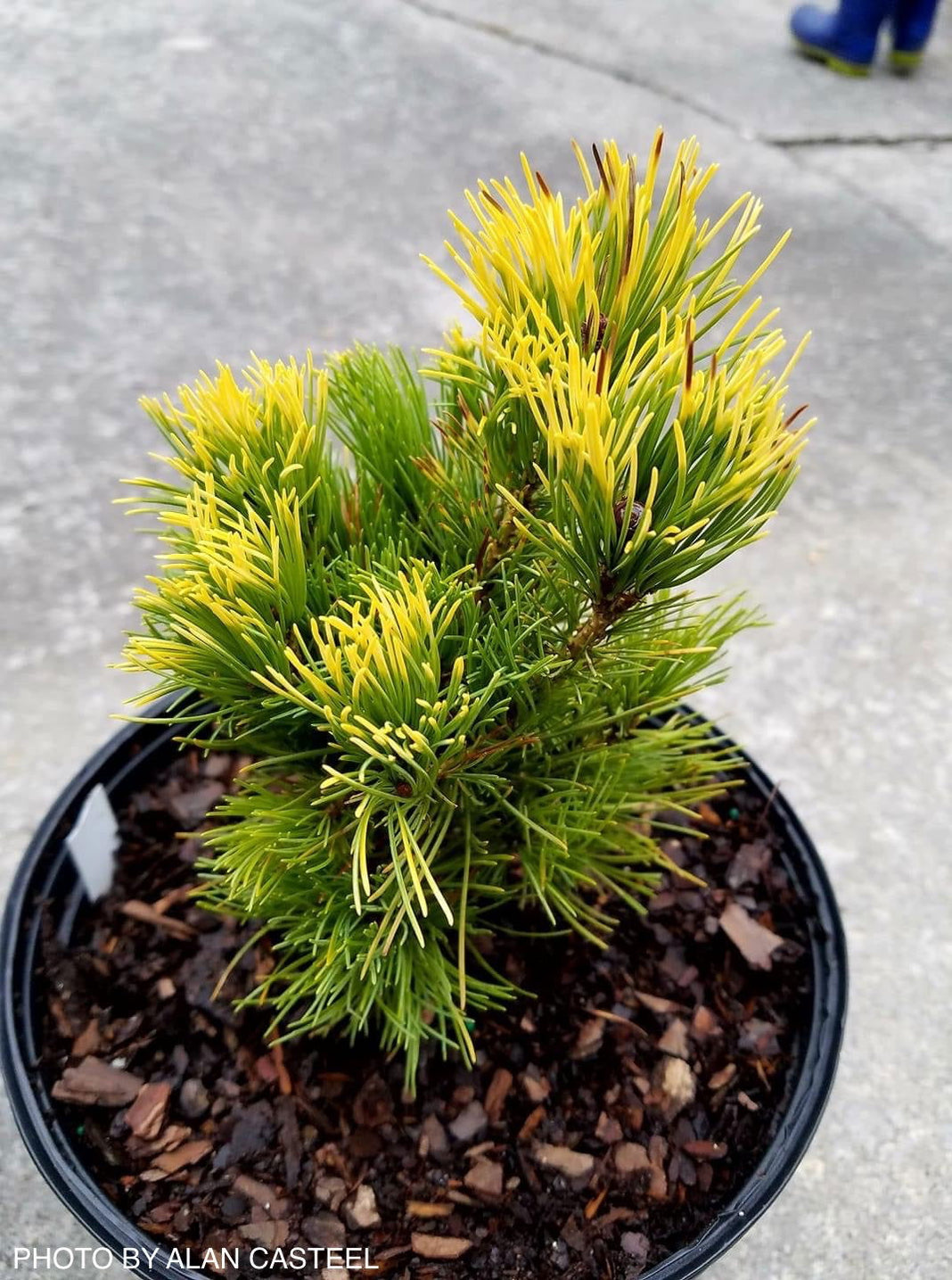 Buy Pinus parviflora 'Goldilocks' Variegated Japanese White Pine — Mr ...