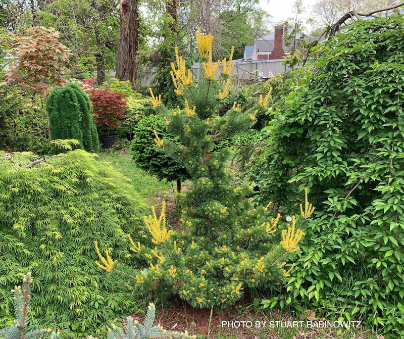 - Pinus parviflora 'Goldilocks' Tenysu-kazu Japanese White Pine - Mr Maple │ Buy Japanese Maple Trees
