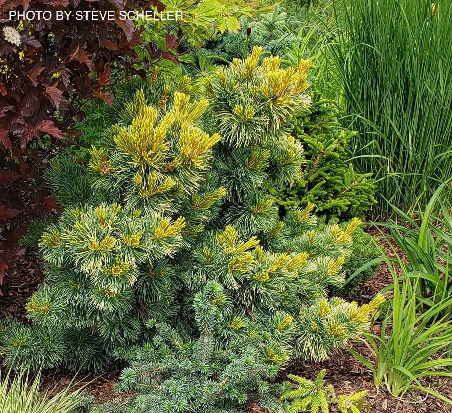 Buy Pinus parviflora 'Goldilocks' Variegated Japanese White Pine — Mr ...