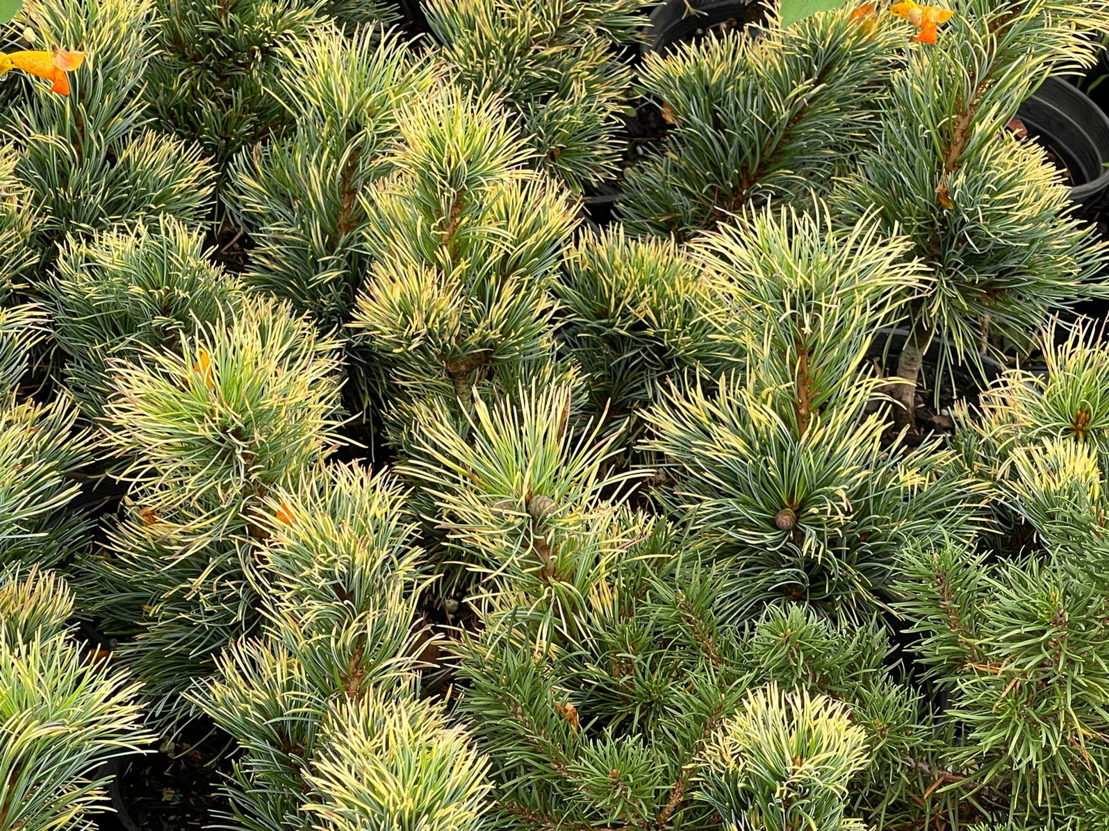 Buy Pinus parviflora 'Goldilocks' Variegated Japanese White Pine — Mr ...