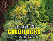 - Pinus parviflora 'Goldilocks' Tenysu-kazu Japanese White Pine - Mr Maple │ Buy Japanese Maple Trees