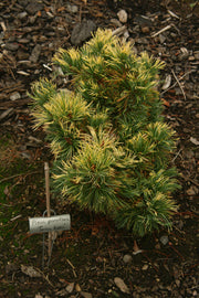 - Pinus parviflora 'Goldilocks' Tenysu-kazu Japanese White Pine - Mr Maple │ Buy Japanese Maple Trees