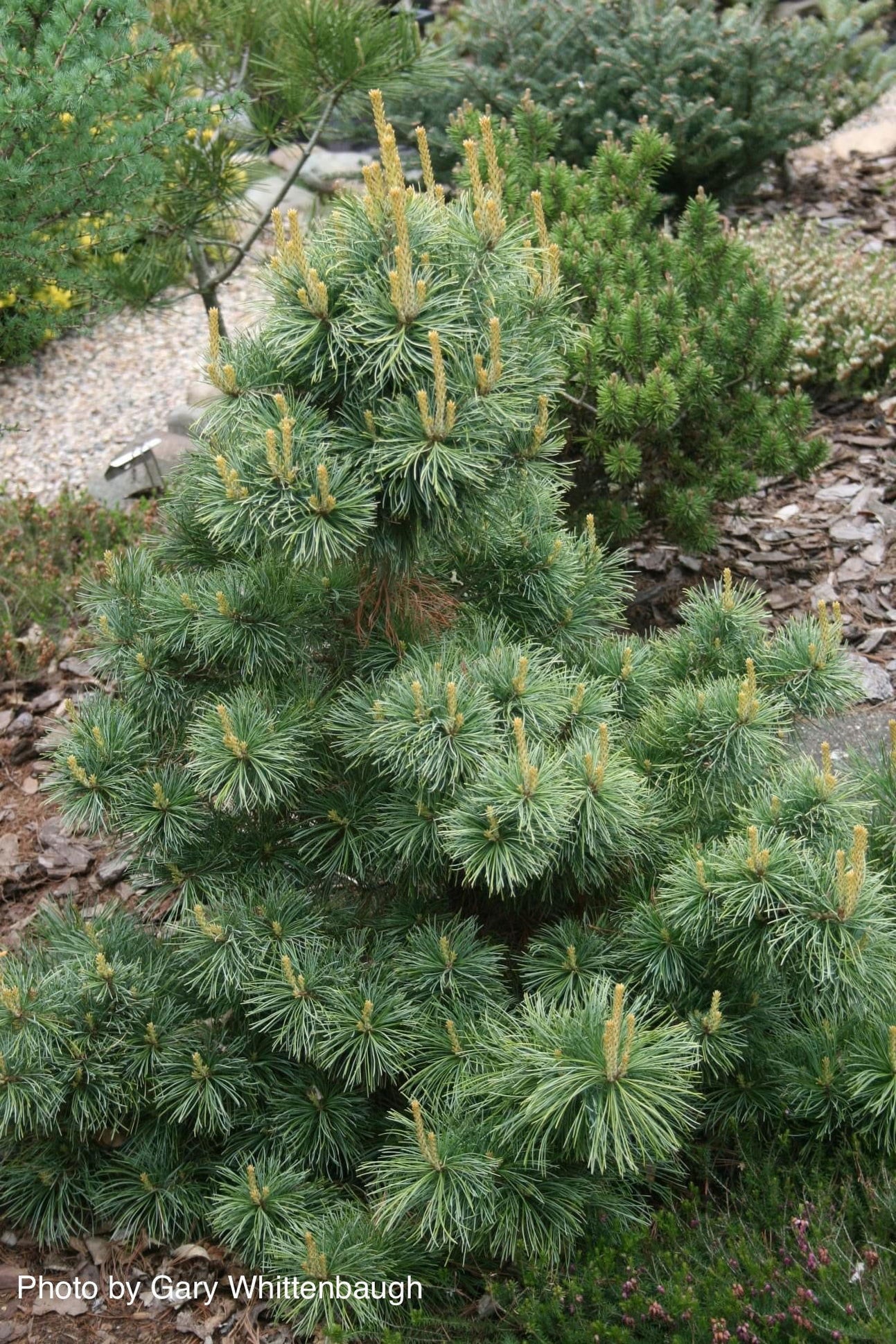 Buy Pinus parviflora 'Goldilocks' Variegated Japanese White Pine — Mr ...