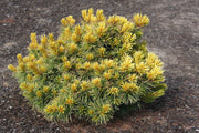 - Pinus parviflora 'Goldilocks' Tenysu-kazu Japanese White Pine - Mr Maple │ Buy Japanese Maple Trees