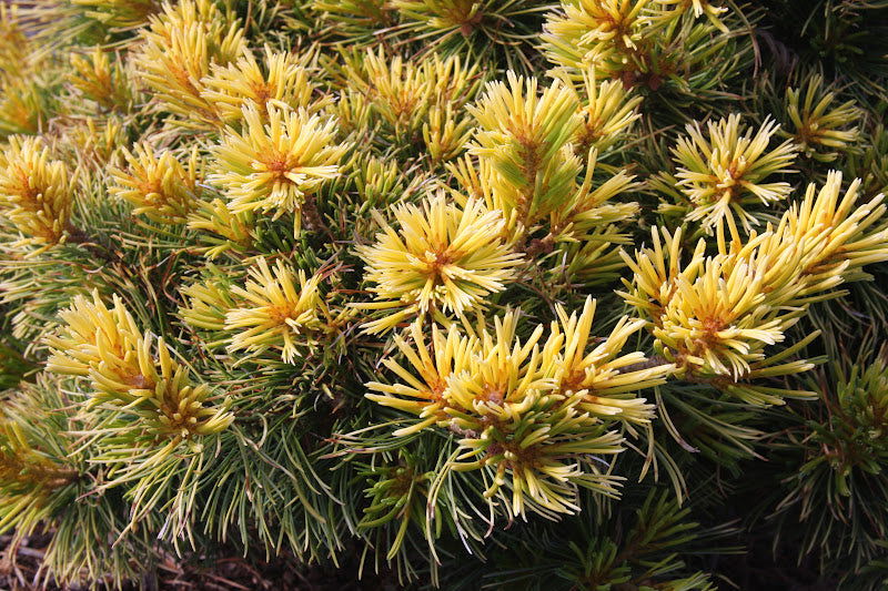 - Pinus parviflora 'Goldilocks' Tenysu-kazu Japanese White Pine - Mr Maple │ Buy Japanese Maple Trees