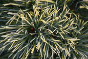 - Pinus parviflora 'Goldilocks' Tenysu-kazu Japanese White Pine - Mr Maple │ Buy Japanese Maple Trees