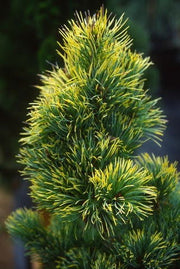 - Pinus parviflora 'Goldilocks' Tenysu-kazu Japanese White Pine - Mr Maple │ Buy Japanese Maple Trees
