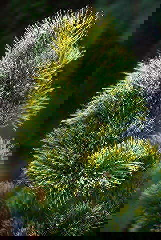 - Pinus parviflora 'Goldilocks' Tenysu-kazu Japanese White Pine - Mr Maple │ Buy Japanese Maple Trees