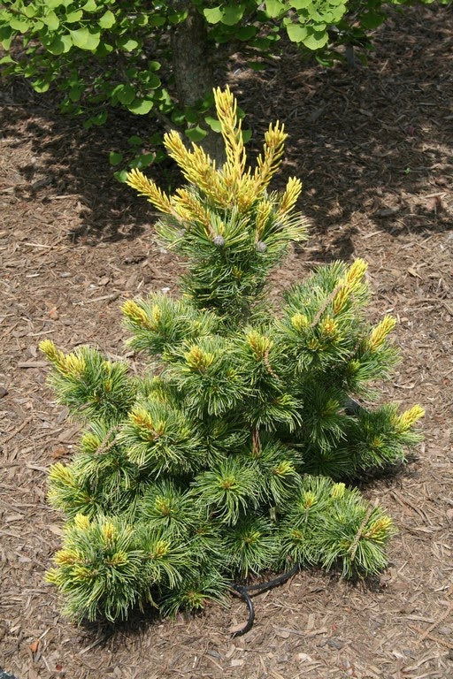 - Pinus parviflora 'Goldilocks' Tenysu-kazu Japanese White Pine - Mr Maple │ Buy Japanese Maple Trees