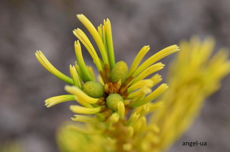 - Pinus parviflora 'Goldilocks' Tenysu-kazu Japanese White Pine - Mr Maple │ Buy Japanese Maple Trees