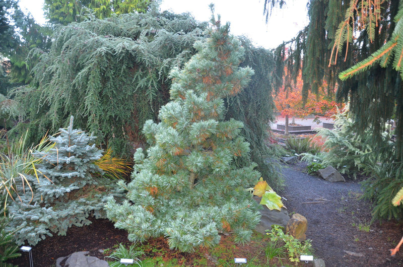 - Pinus parviflora 'Goldilocks' Tenysu-kazu Japanese White Pine - Mr Maple │ Buy Japanese Maple Trees