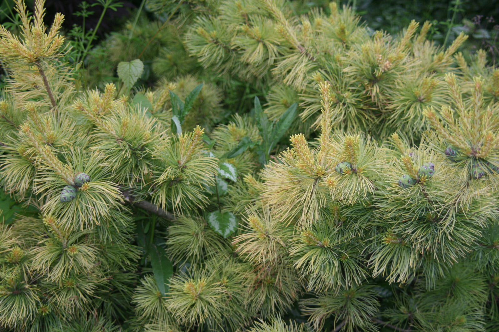 Buy Pinus parviflora 'Goldilocks' Variegated Japanese White Pine — Mr ...