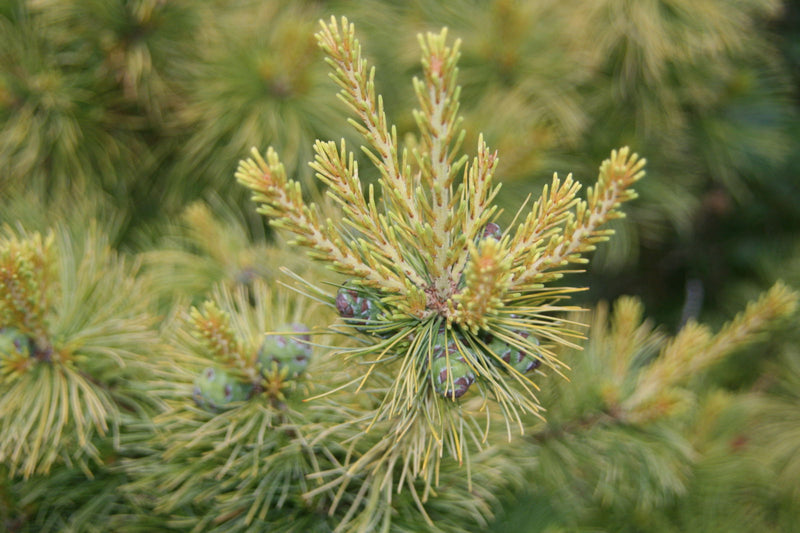 - Pinus parviflora 'Goldilocks' Tenysu-kazu Japanese White Pine - Mr Maple │ Buy Japanese Maple Trees